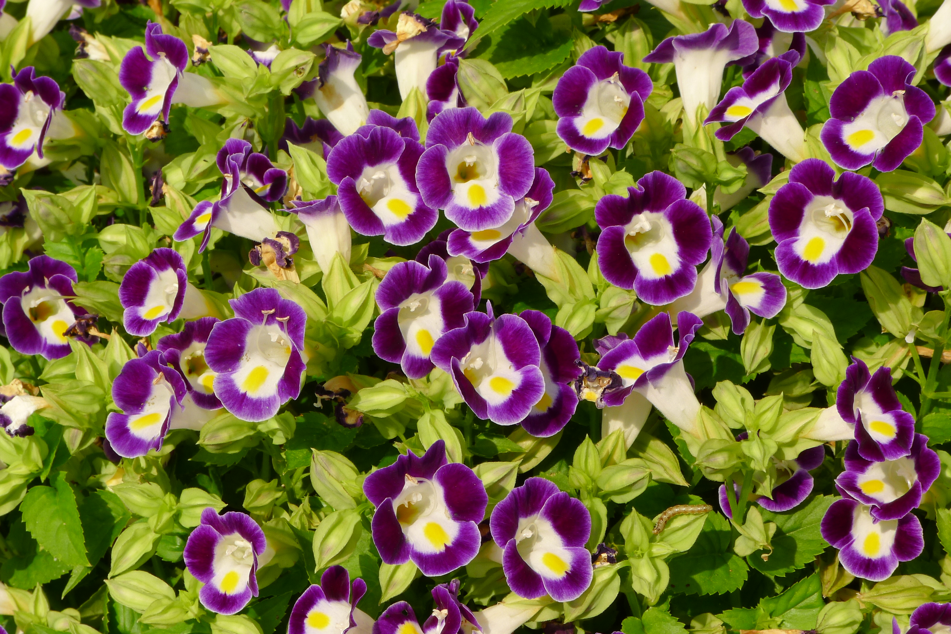 Torenia fournieri